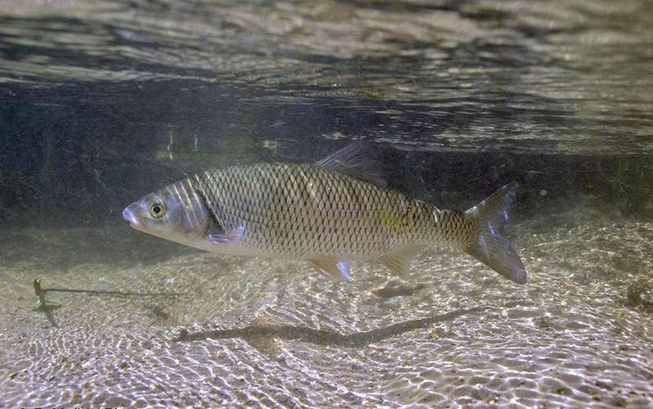 Leuciscus burdigalensis Valenciennes, 1844
